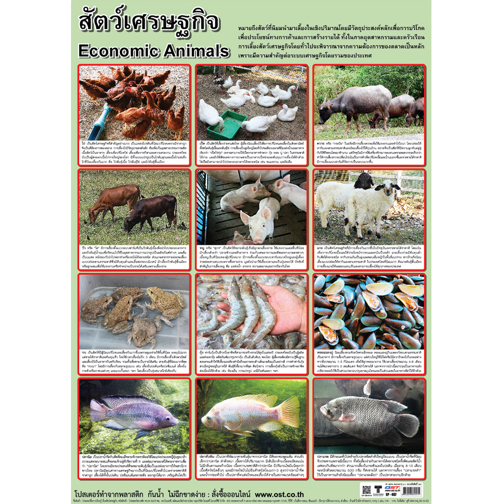 Thailand Economic Animals Educational Posters No.457