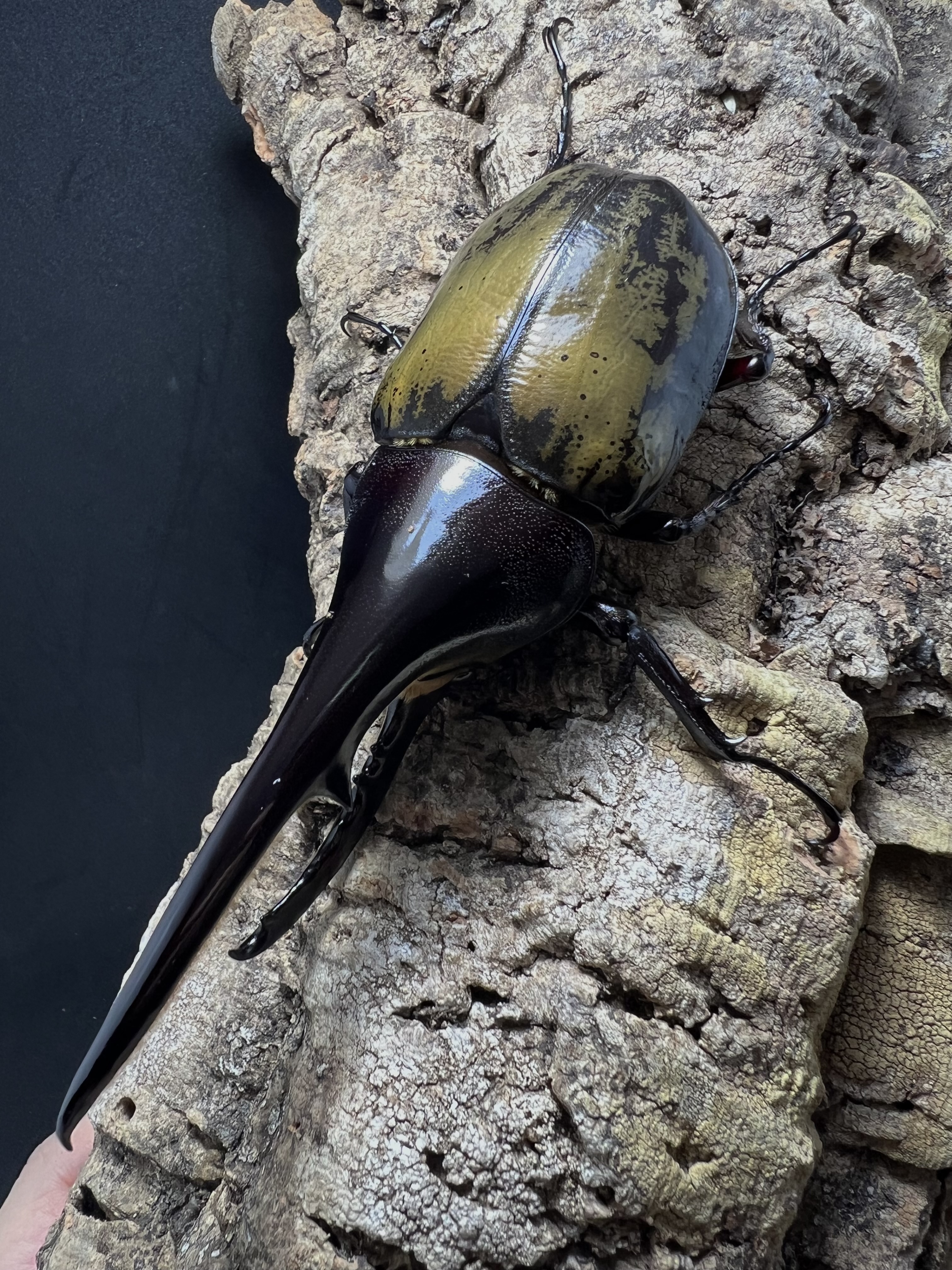 Dynastes hercules hercules 140mm.