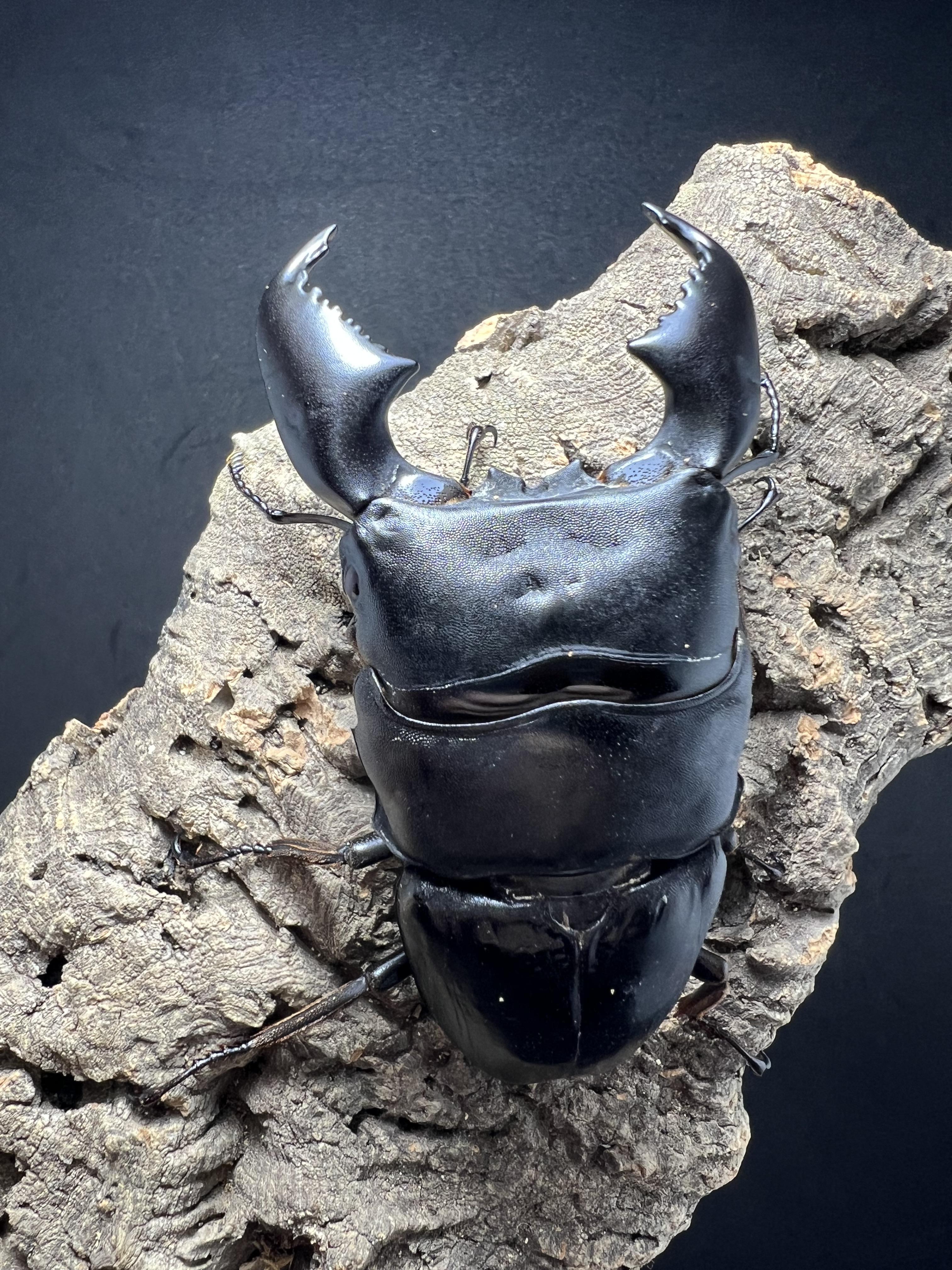 Dorcus titanus yasuokai 90mm.