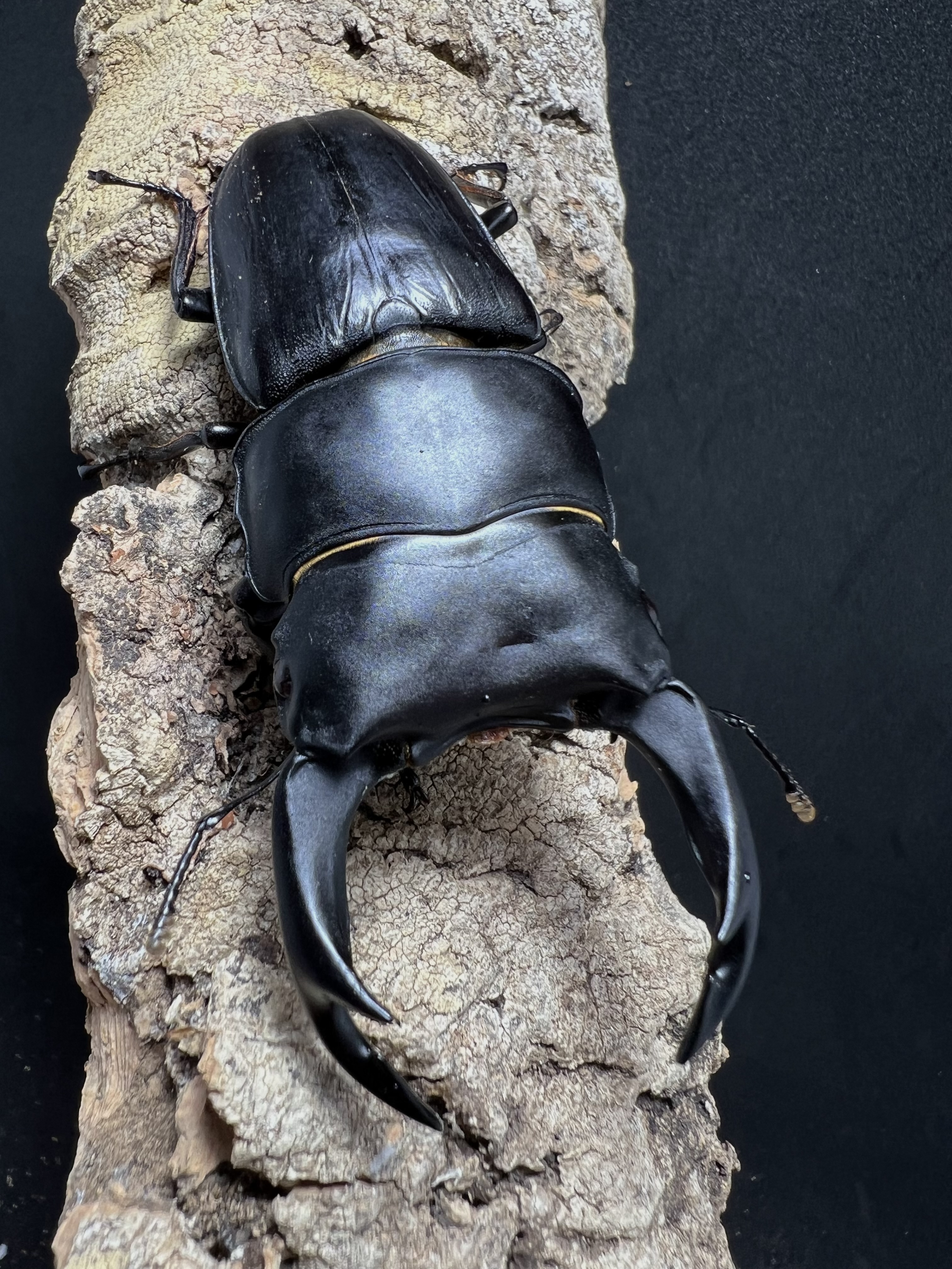 Dorcus hopei binodulosus 76mm.