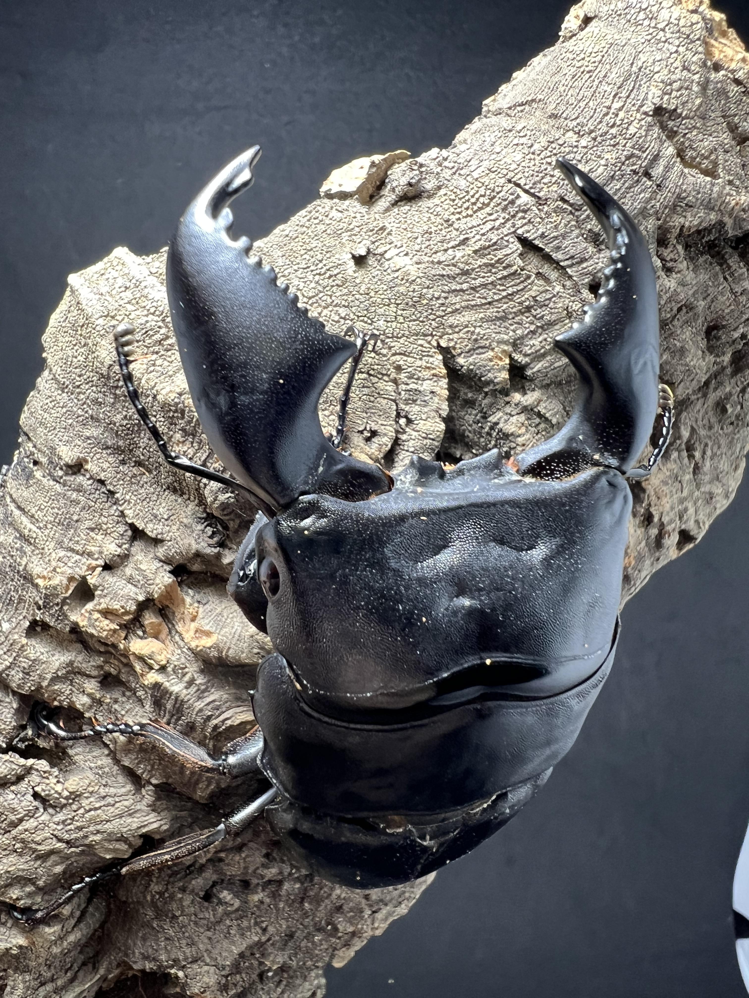 Dorcus titanus yasuokai 90mm.