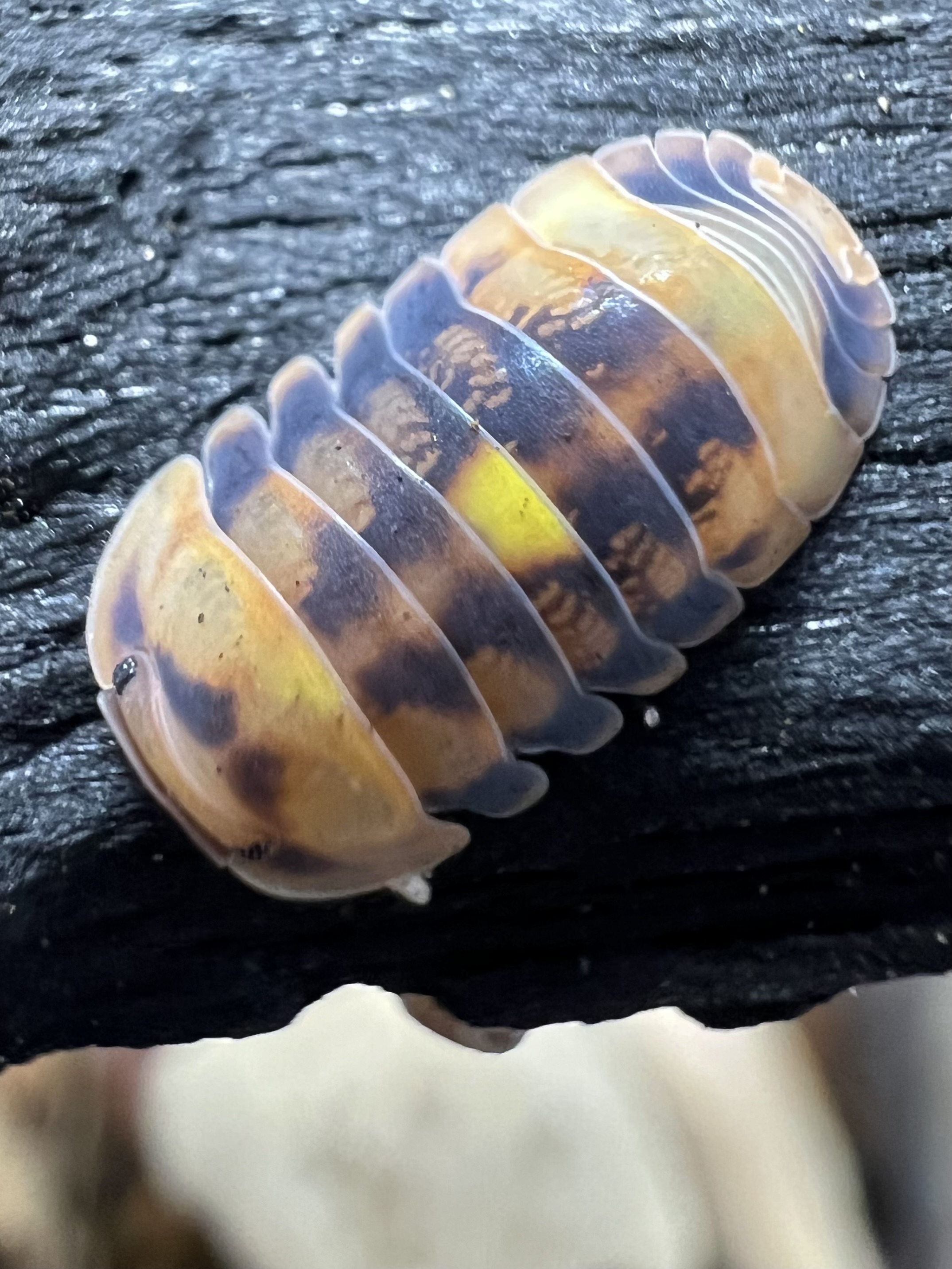 Cubaris sp. amber firefly ’GNR’ 5 each