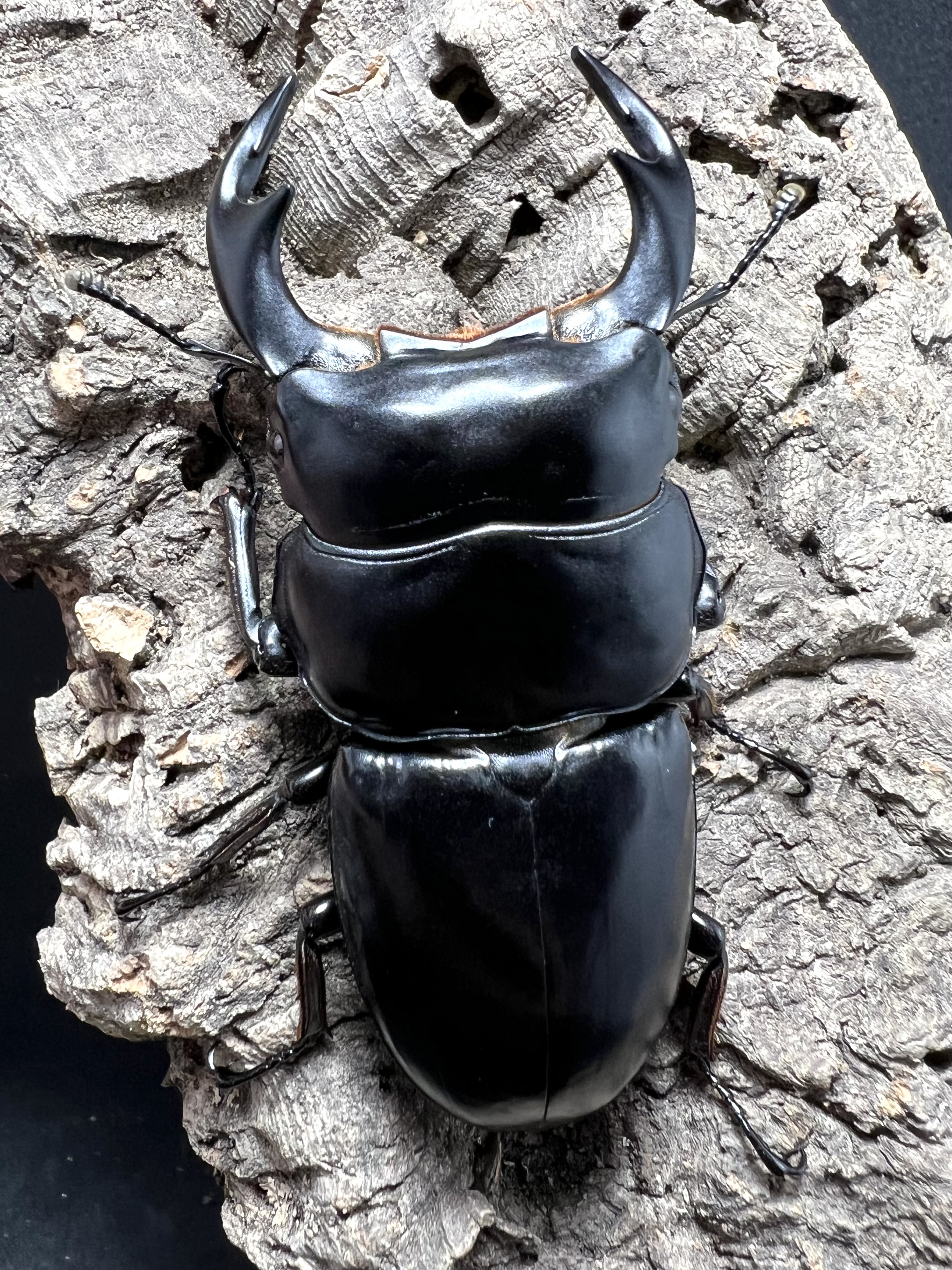Dorcus antaeus antaeus 74mm.