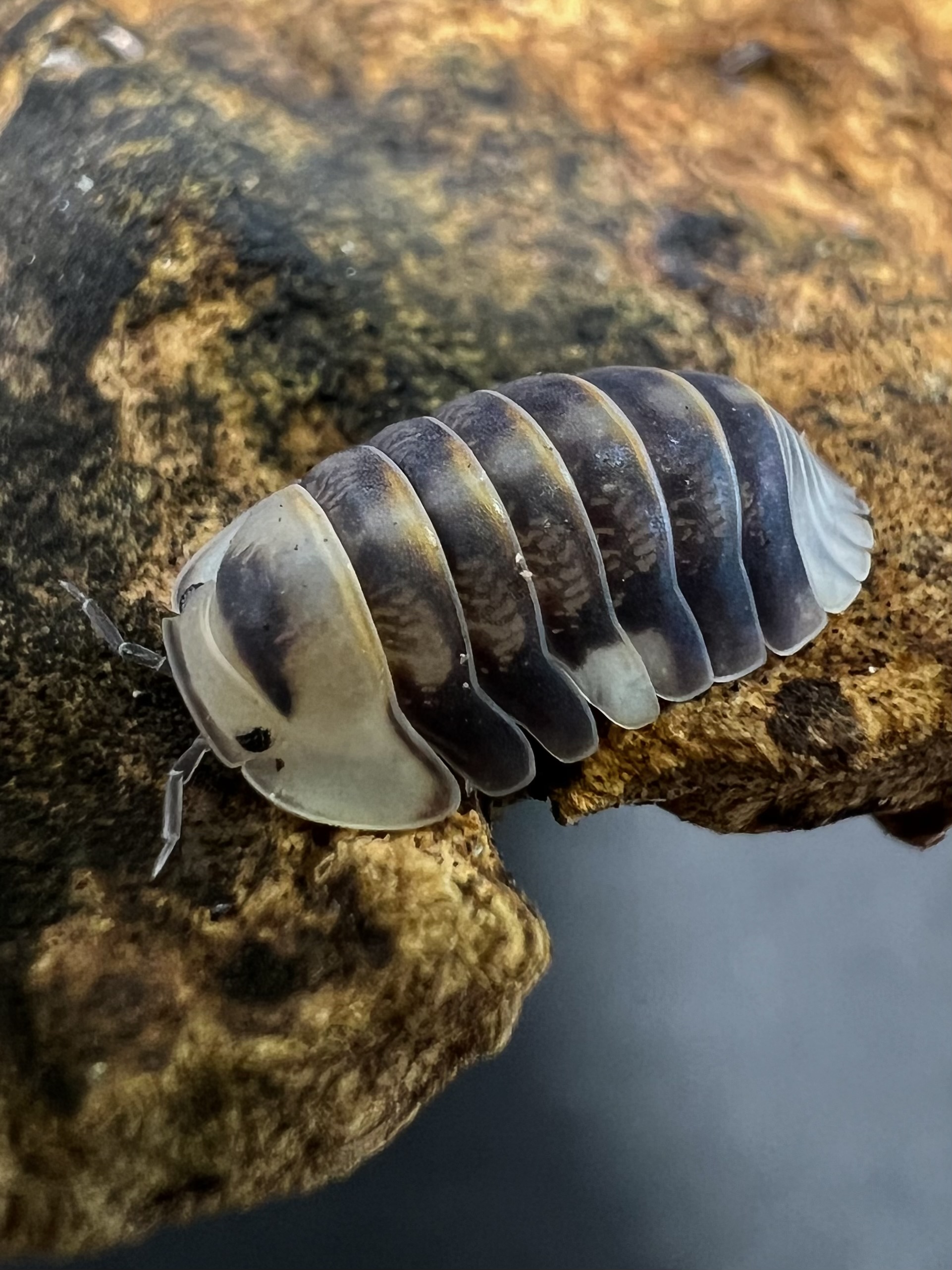 Cubaris sp. white ducky 5 each