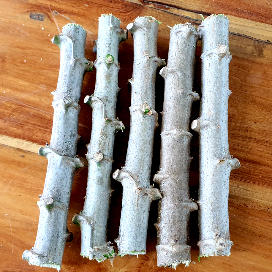 พันธุ์มันห้านาทีเหลืองพิรุณ พันธุ์มันห้านาที มัน5นาที ท่อนพันธุ์ พร้อมปลูก 5 ท่อน เนื้อสีเหลืองปุยสำลี