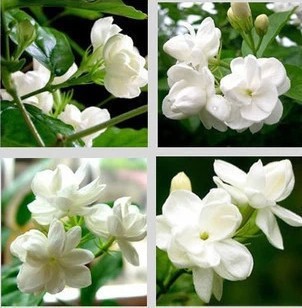 เมล็ดพันธุ์ ดอกมะลิ
