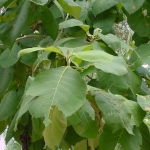 เมล็ดพันธุ์ ต้นสักทอง