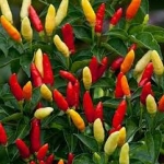 เมล็ดพันธุ์ พริกกะเหรี่ยง