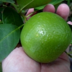 เมล็ดพันธุ์มะนาวแป้นพิจิตร