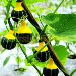 เมล็ดพันธุ์ ฟักทอง ของเล่น