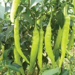 เมล็ดพันธุ์พริกหนุ่มขาว