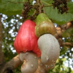 เมล็ดพันธ์ุ มะม่วงหมิพานต์