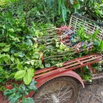 กิ่งพันธุ์ส้มโอขาวแตงกวา ชุด 10 กิ่ง