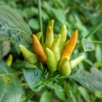 พริกช่อ พริกพวง พริกโบราณ สวยงาม หอมเผ็ด หายาก 100 เมล็ด 65 บาท ส่งฟรี