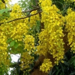 เมล็ดพันธุ์ ต้นคูณ