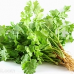 เมล็ดพันธุ์ ผักชี