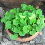 เมล็ดใบบัวบก สายพันธุ์ผักหนอก ใบใหญ่ กินสดหรือปั่นอร่อย 2,000 เมล็ด