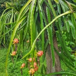 กิ่งพันธุ์แก้วมังกรเวียดนาม ( ชุด10 กิ่ง )