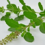 เมล็ดพันธุ์ กะเพราขาว