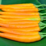 เมล็ดพันธุ์ พริกเหลือง