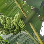 กล้วยป่าโบราณหายาก 3 หน่อส่งฟรี EMS