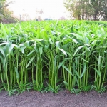 เมล็ดพันธุ์ ผักบุ้งจีน 450 กรัม