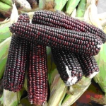 เมล็ดพันธุ์ ข้าวโพดสีม่วง