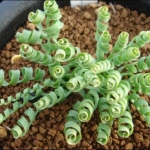 เมล็ดพันธุ์ต้นหอมเกลียว