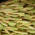 เมล็ดพันธุ์ ข้าวโพดฝักอ่อน
