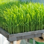 เมล็ดข้าวสาลี สำหรับปลูกต้นอ่อน