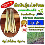 ตะไคร้หอม 10ต้น สมุนไพร,กันยุง,น้ำตะไคร้,ปรุงอาหาร พร้อมปลูก รากลำต้นแข็งแรง