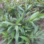 เมล็ดพันธุ์ หญ้ารีแพร์