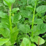 เมล็ดพันธุ์ ผักปลังขาว