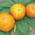 เมล็ดพันธุ์ แตงไทยลูกกลม