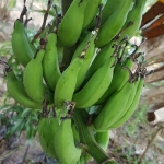 หน่อกล้วยเล็บมือนาง 5 หน่อ ส่งฟรีทั่วไทย EMS