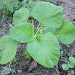 เมล็ดพันธุ์ ผักโขมขาว