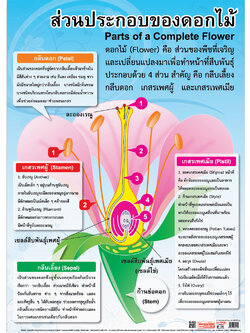 โปสเตอร์ความรู้ ส่วนประกอบของดอกไม้ No.119