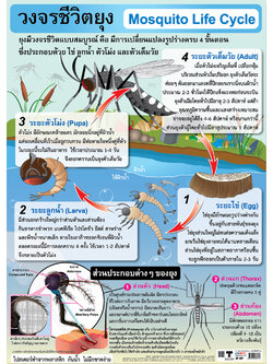 Mosquito Life Cycle Educational Posters No.327