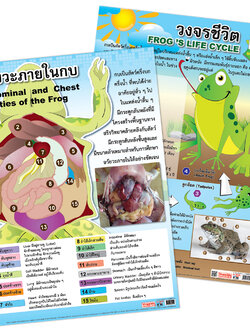 โปสเตอร์ความรู้ เรื่องกบ