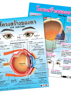 โปสเตอร์ความรู้ โครงสร้างของตา