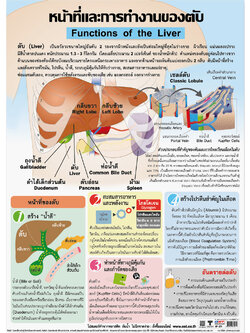 โปสเตอร์ความรู้ หน้าที่และการทำงานของตับ No.271