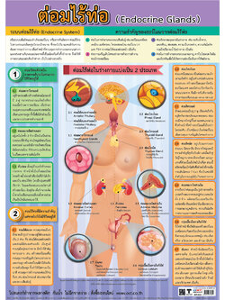 โปสเตอร์ความรู้ ต่อมไร้ท่อ No.532
