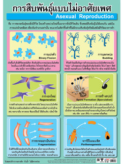 Types of Asexual Reproduction Educational Posters No.238
