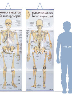 สื่อการเรียนการสอนระบบโครงกระดูกมนุษย์