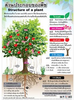 โปสเตอร์ความรู้ ส่วนประกอบของพืช No.132