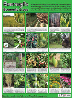 โปสเตอร์ความรู้ พืชเศรษฐกิจ No.458