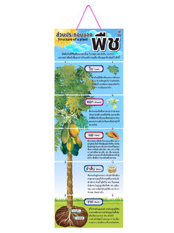 สื่อแขวน ชุดส่วนประกอบของพืช ET-648
