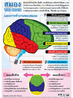 โปสเตอร์ความรู้ สมอง No.160