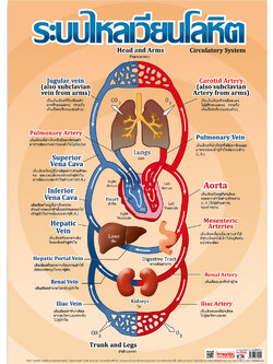 โปสเตอร์ความรู้ ระบบไหลเวียนโลหิต