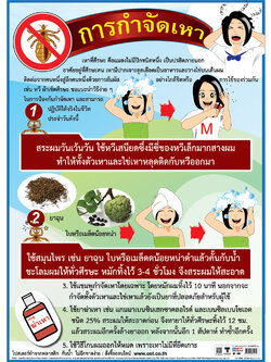 โปสเตอร์ความรู้ การกำจัดเหา No.144